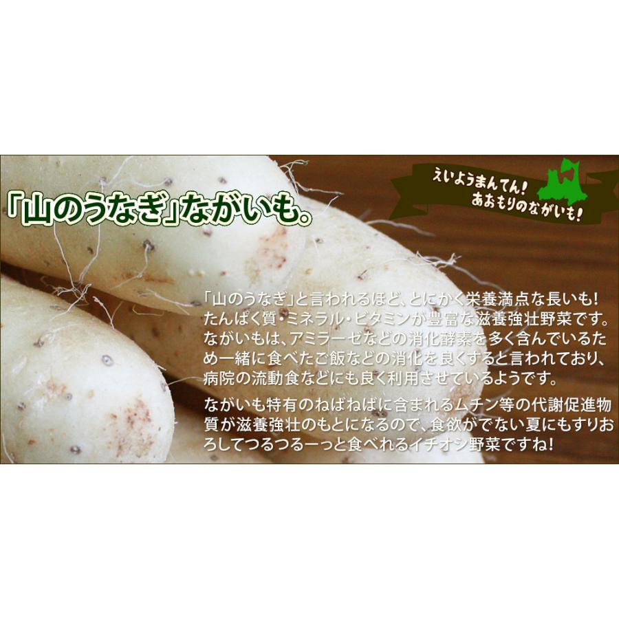 長芋 送料無用 青森県 東北町 七戸町産(2L〜Lサイズ6-8本) JAゆうき青森 から「おなごぶりいい」美白ながいも