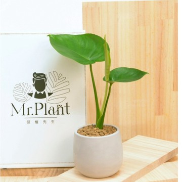 【拈花x研植】龜背芋｜3-4.5吋｜Monstera Deliciosa｜小龜｜種久龜裂｜觀葉植物｜含盆寄送