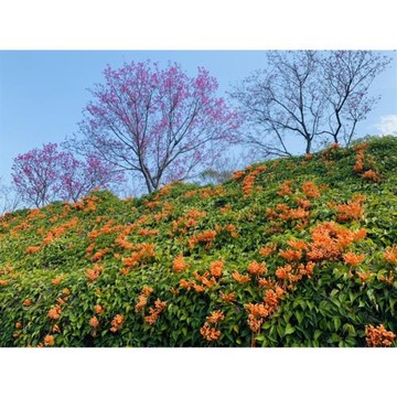 苗栗旅遊｜季節限定.橘紅炮仗花.桃紅緋寒櫻.台灣客家文化館.祖傳封鴨料理一日｜大人囝仔_26TMMLIPSF