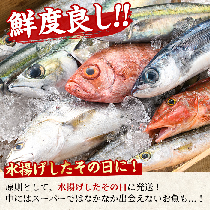 ＜定期便・全2回(9月・10月)＞「秋の鮮魚BOX」朝獲れ発送！鮮魚問屋が厳選したおまかせ鮮魚(約2kg程度×2回)