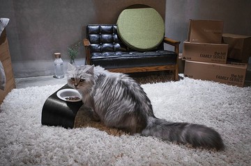 WOODY好食(雙口) 曲木寵物食器台-含瓷碗 現代黑