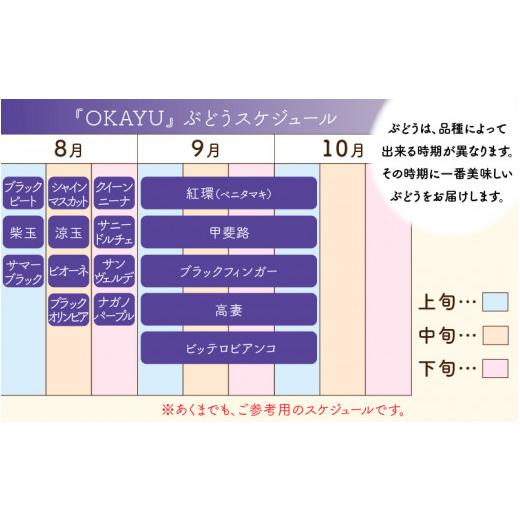 ふるさと納税 福井県 あわら市 8月特選 ぶどうセットM　1kg以上（2〜3房）／ 葡萄 シャインマスカット シャイン 品種 おまかせ あわら 農家おすす…