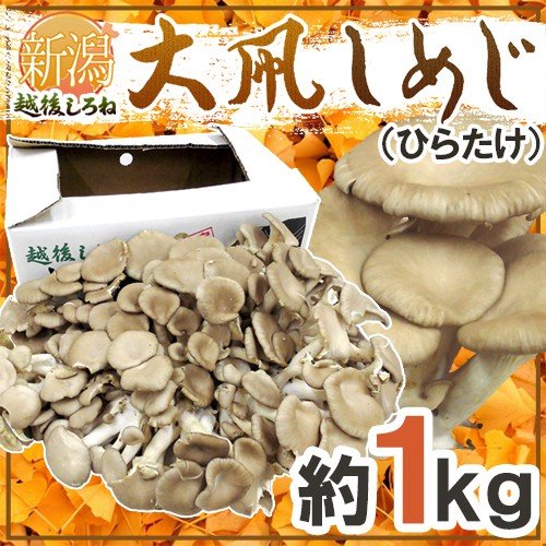 新潟県 白根 ”大凧しめじ（ヒラタケ）” 約1kg ひらたけ