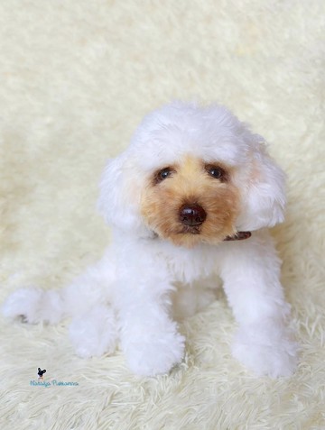 白色贵宾犬小狗现实玩具