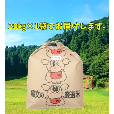 ふるさと納税 大網白里市  千葉県産「ふさこがね」玄米 20kg