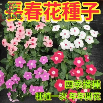 長春花種子 日日春種子 台灣常見花卉 耐熱花期長 庭院盆栽 花壇植物 五彩繽紛 易栽種 觀花植物 四季開花 耐旱好照顧
