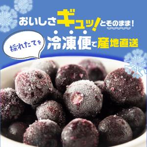 ふるさと納税 東京農工大学名誉教授「横山　正」ブランドのブルーベリー冷凍果実2パックセット（品種おまかせ） 福島県二本松市