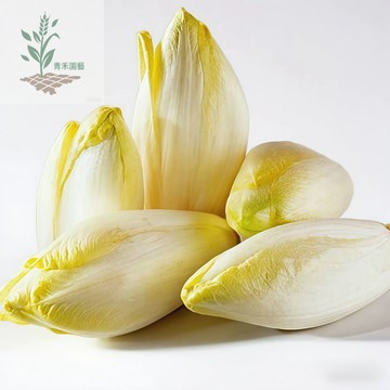 青禾園藝（金玉蘭種子）軟化菊苣種子 金玉蘭菜 紫玉蘭  四季陽臺蔬菜 食用金玉蘭菜種子 口感豐富#台灣自留種