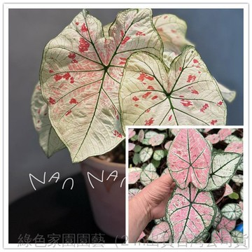 現貨【彩葉芋種子】高顏值彩葉芋 豐富色彩 多巴胺陽台 新手好栽培 四季播種 室內觀葉 療癒盆栽 快速發芽 台灣適種