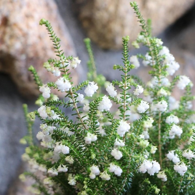 スズランエリカ 4号鉢 エリカ 鈴蘭エリカ 鉢花 寄せ植え 花壇 鉢植え お洒落 オシャレ 可愛い 長持ち 純白 冬の花 花 |  LINEブランドカタログ