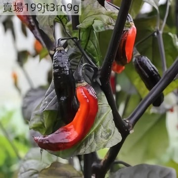 現貨🌶️胭脂黑色辣椒種子（100粒） 四季易種植植株高度為120 CM （熱辣）庭院盆栽田園露台種植 白花 黑葉辣椒種籽
