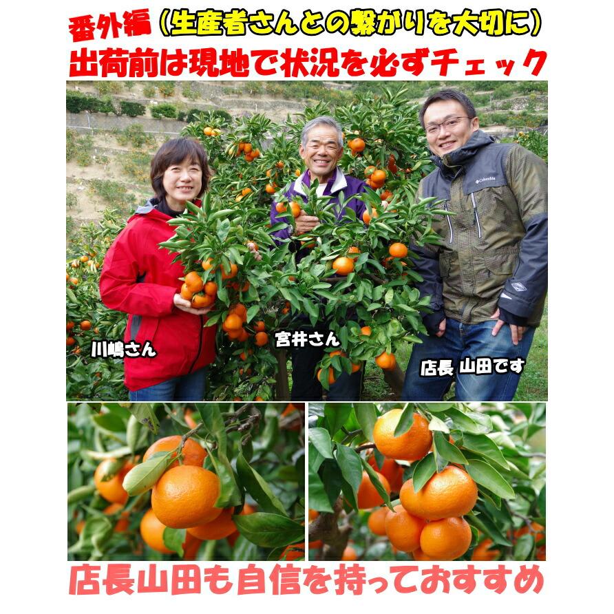 みかん 有田 甘い 糖度 送料無料 和歌山 有田柑橘さんさん 樹上完熟 早生 有田みかん 5kg l or m サイズ お歳暮 贈答用 贈答品 ギフト 箱 買い 有田ミカン