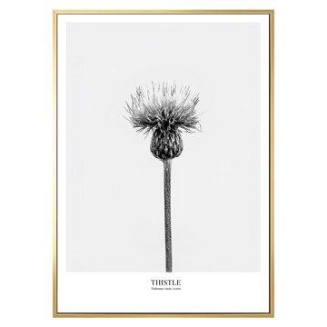 堅忍 薊草 金色 PS環保樹脂框+油畫布+松木內框  40 x 30cm