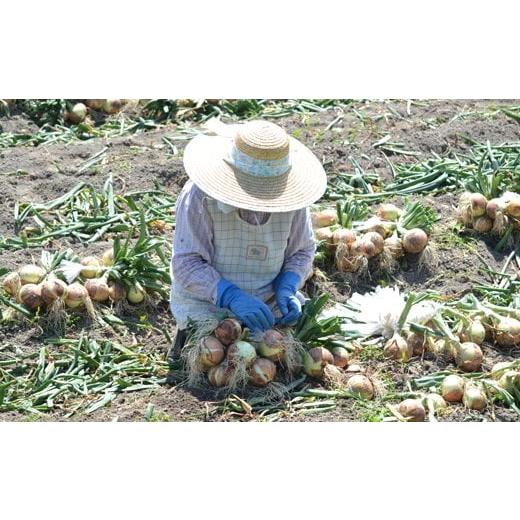 ふるさと納税 兵庫県 淡路市 名手農園の淡路島特産玉ねぎ10kg