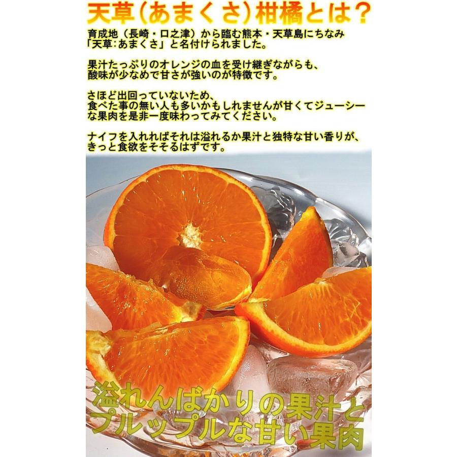 産地直送 みかん 天草オレンジ あまくさ 5kg 愛媛県産 訳あり品 果汁豊富でとろける食感！抜群の鮮度と濃厚な甘さ