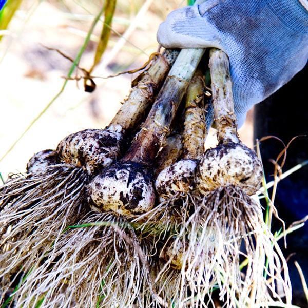 《根・土つき》山形の生にんにく約1kg