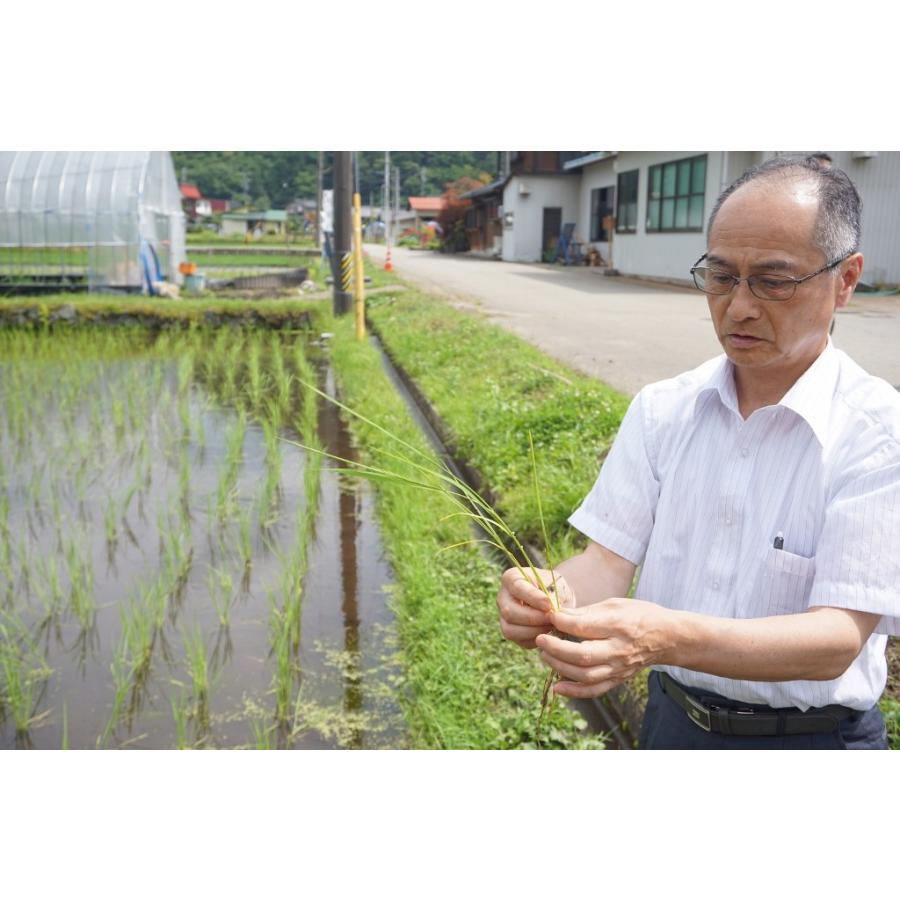 米　令和5年度産　岐阜県産　龍の瞳(いのちの壱) 5kg