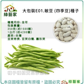 【綠藝家】大包裝E01.敏豆 (四季豆)種子 350克、1公斤 豆莢特長.豆莢白霧.圓形莢