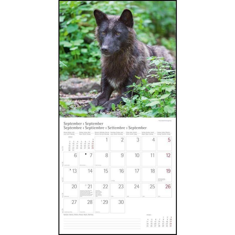 Woelfe Wolves Broschuerenkalender Wandkalender mit herausne