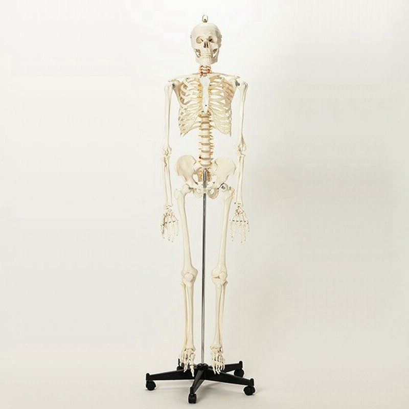 翌日配送 人体模型 骨格模型 7ウェルネ 全身骨格 模型 等身大 間接模型 骨格標本 骨模型 骸骨模型 人骨模型 骨格 人体 モデル ヒューマンスカル 骸骨 通販 Lineポイント最大0 5 Get Lineショッピング
