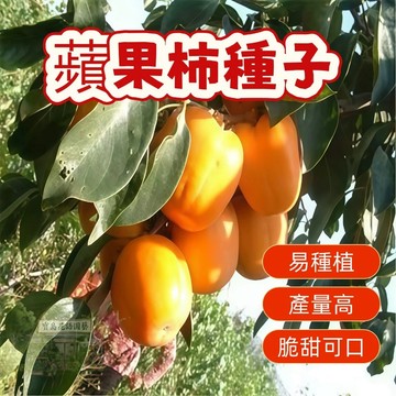 🔥（蘋果柿子種子） 當季新籽 發芽率高 新手易種植 營養豐富 脆甜可口 長勢較快 陽台庭院盆栽#超優惠
