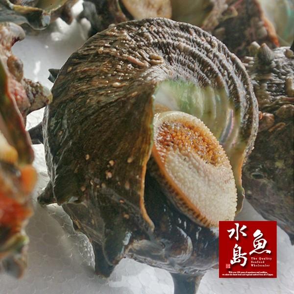 新潟・佐渡産 天然 活サザエ・さざえ 約100g×10個 約1kg