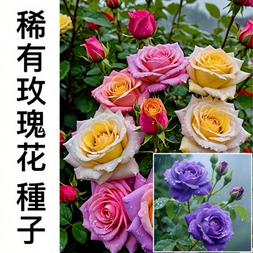 台灣24H發貨稀有香水玫瑰花種子（250粒）玫瑰盆栽 月季玫瑰 香水玫瑰 觀賞爬藤花卉 庭院陽台 新手易種花期長 香味濃