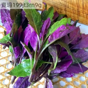 現貨 血皮菜種子（500粒）紅背菜 血皮菜 紅菜種子 四季種植蔬菜種子 菜籽 種植一次多茬採收 菜園庭院陽台可種植種子
