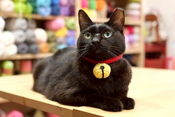 【毛線編織成品】哆啦A夢鈴鐺造型 寵物貓咪安全項圈