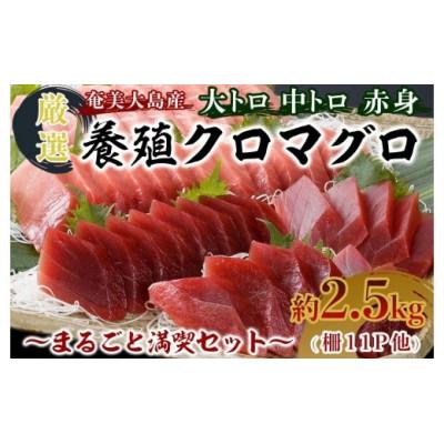 ふるさと納税 瀬戸内町 奄美大島産養殖クロマグロまるごと満喫セット(柵11P他)