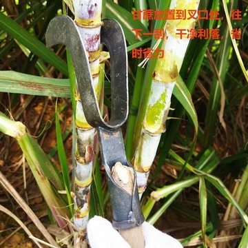 嚴選好物 實用園藝工具 颳葉刀 剝甘蔗葉神器 農用剝蔗葉 颳葉不傷甘蔗 加厚快速剝甘蔗葉專用刀 農用工具手動剝甘蔗葉工具