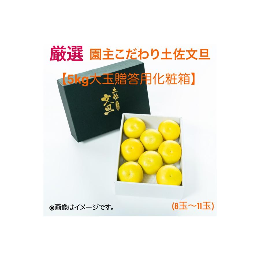 厳選 園主こだわり土佐文旦5kg大玉（大玉8玉〜11玉)   果物 くだもの 柑橘 カンキツ