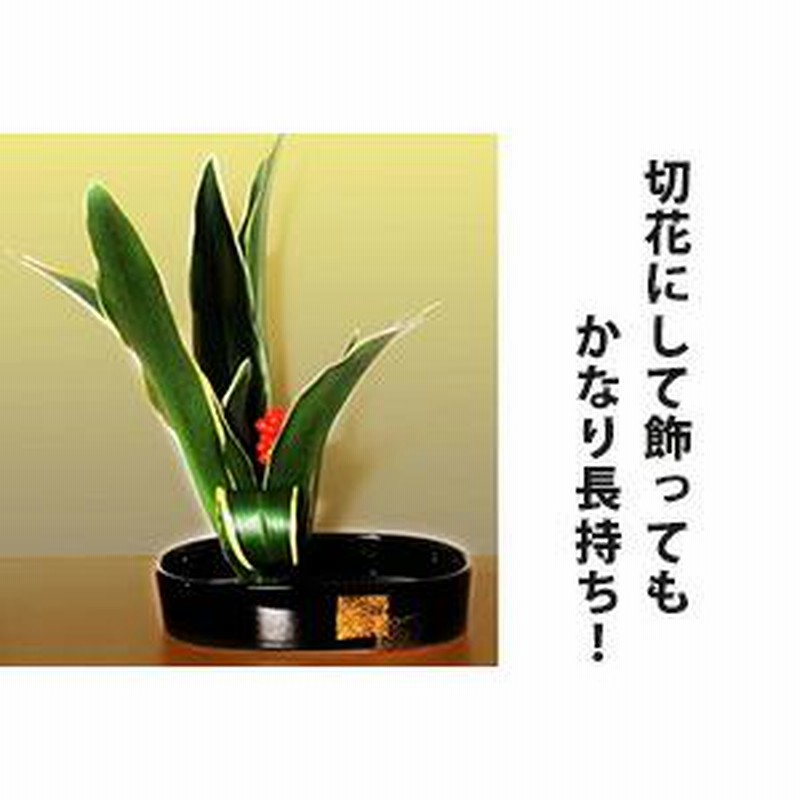 万年青 オモト おもと 【 万年青の鉢植え 篭付き 】 プレゼント