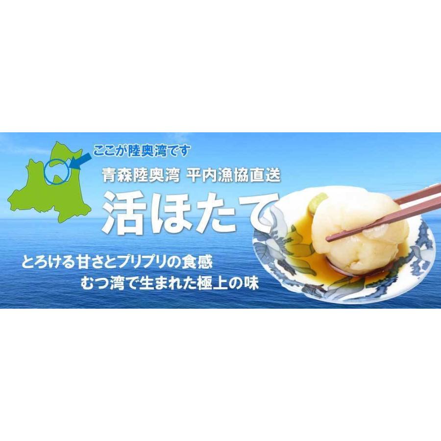 ホタテ 殻付き 活ホタテ 青森陸奥湾産 10キロ 送料無料 生食 刺身 通販 OXY元気！