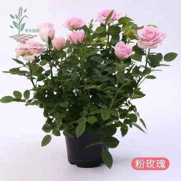 🌹青禾園藝（36款稀有玫瑰種子） 多年薔薇花種子月季花種子 多色大花濃香南北方耐寒熱四季開花庭院陽台#食用花種子