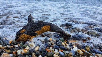虎鯨 鍛敲銅盤/手工鍛敲銅盤