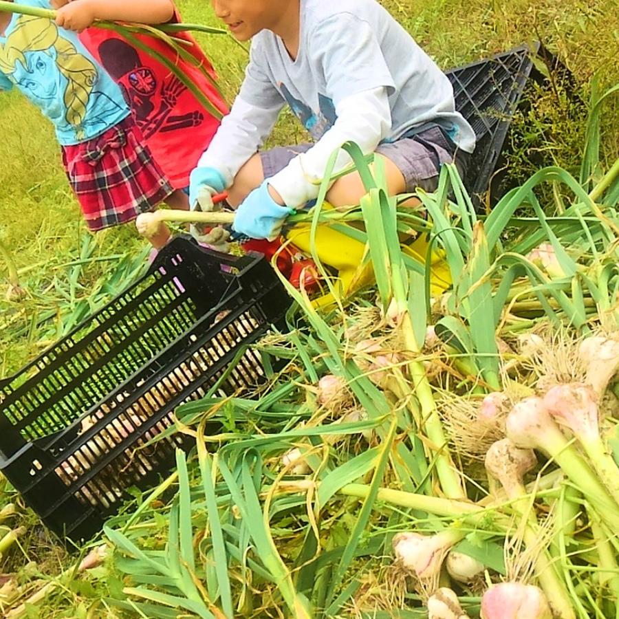 にんにく1kg 大きい！美味しい！糸島市からお届けする自慢のにんにくです（数量限定）