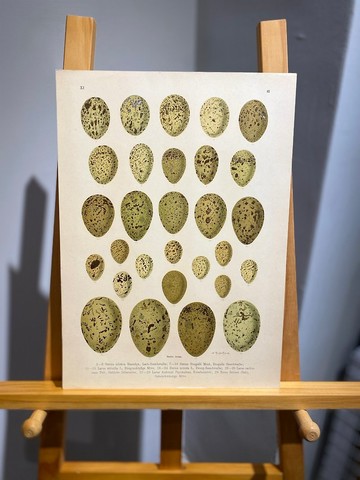 古董 19 世紀德國歐洲鳥蛋石版畫圖鑑
