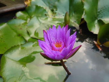 ☘️新社崑山國小~水池造景休閒農場(可分割購買｜台中市新社區新七分段