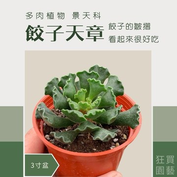 ［狂買園藝］多肉植物 餃子天章 3寸 🥟皮薄餡多 /送禮小物/婚禮小物/辦公室小物