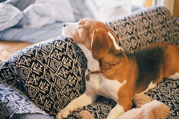 寵物手工項圈防丟黃銅刻字牌