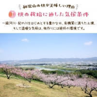 フルーツ王国　和歌山の桃　約２kg ※北海道・沖縄・離島への配送不可 ※2024年6月中旬～7月下旬頃に順次発送予定