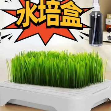 貓草種子無土水培套裝貓零食懶人盆栽貓草自種化去毛球貓用品