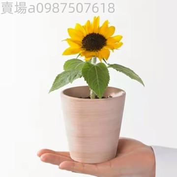 現貨 向日葵種子（50粒）四季種植 觀賞食用花種籽種子大向日葵種子易種高產瓜子小向日葵種子