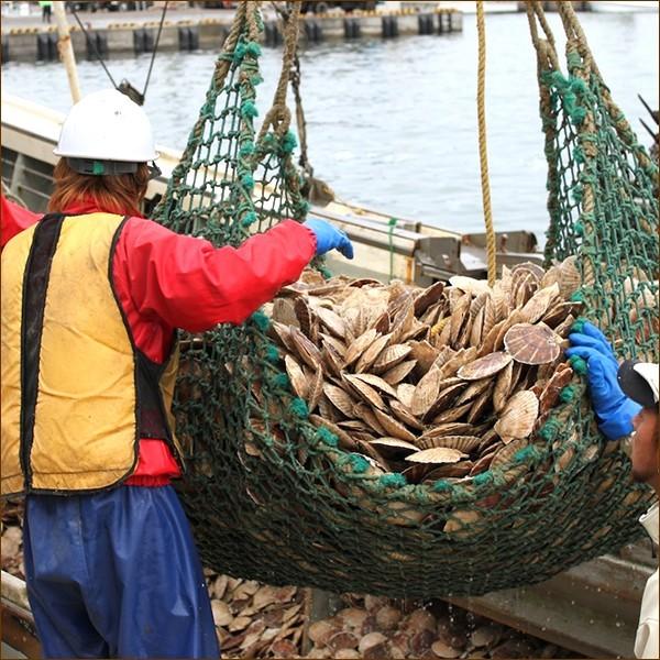 北海道産 殻付き 活 帆立貝 20枚セット (冷蔵) 殻付 ホタテ貝 生帆立 お刺身 お歳暮 ギフト お祝 お礼 お返し グルメ 送料無料 お取り寄せ