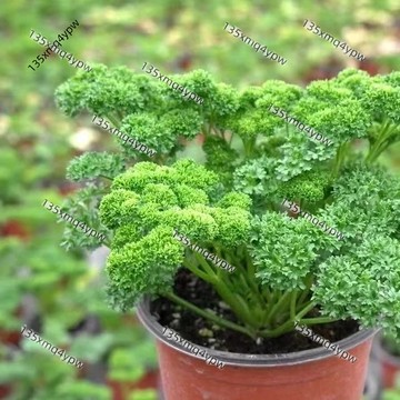 台灣現貨 蒔蘿種子（250粒）食用萬裡香 刁草 香草植物 北歐香料 魚類料理 醃漬調味 廚房盆栽 家庭菜園 西餐香料種子