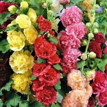 🌸【蜀葵種子】花牆利器/多年生高桿開花機器/耐熱耐旱超好養/新手撒種成花海/庭院背景牆首選/花瓣如紙質感獨特