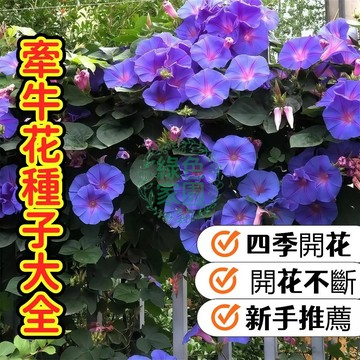 💥臺灣發貨💥牽牛花種子  爆花攀爬牽牛花種子 易種快發 陽台圍籬垂直綠化 混合色/經典藍紫 四季可播 新手推薦 開花機器