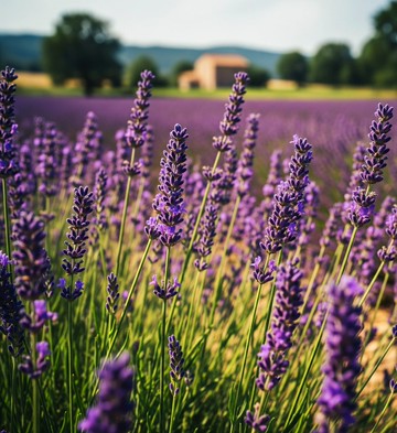 法國真正薰衣草 單方純露