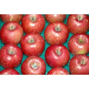 サンふじ りんご 秀品 贈答用 約10kg 大玉26〜32個前後入 リンゴ 林檎 さんふじ サンフジ ギフト